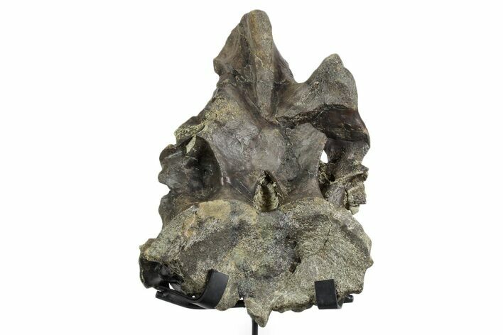 Fossil Sauropod Dorsal Vertebra with Metal Stand - Colorado #351327